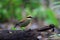 Javan Banded Pitta