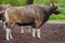 Javan banteng Bos javanicus