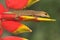 A javan bent-to-to-t-to gecko basking in a wild growing banana flower.