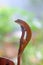 A Javan bent-toed gecko basking