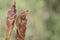 A Javan bent-toed gecko basking before starting his daily activities.