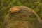 A Javan bent-toed gecko preying on a mole cricket on a rock overgrown with moss.