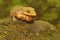 A Javan bent-toed gecko preying on a mole cricket on a rock overgrown with moss.