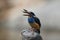 Javan blue-banded kingfisher (Alcedo euryzona) in Java island, Indonesia