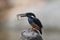 Javan blue-banded kingfisher (Alcedo euryzona) in Java island, Indonesia