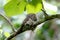 Javan Frogmouth Blyth\'s Frogmouth Batrachostomus affinis
