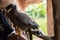 Javan hawk eagle standing on man hand