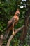 Javan hawk eagle standing at tree branch