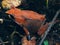 Javan horned frog & x28;Megophrys montana& x29;