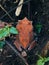 Javan horned frog & x28;Megophrys montana& x29;