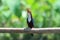 Javan kingfisher perched on branch