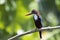 Javan kingfisher perched on branch