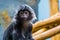 Javan langur monkey with its face in closeup, beautiful portrait of a tropical primate, Vulnerable animal specie from the java