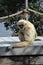 Javan Langur Monkey Sitting Up on a Bridge