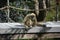Javan Langur Monkey Sitting on a Wooden Bridge