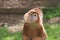 Javan Langur - Trachypithecus auratus