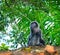 Javan lutung (Trachypithecus auratus)