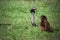 Javan Mongoose fighting with Javanese cobra on the green grass