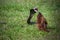 Javan Mongoose fighting with Javanese cobra on the green grass