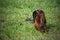 Javan Mongoose fighting with Javanese cobra on the green grass