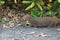 Javan mongoose (Herpestes javanicus) Big Island Hawaii ,USA