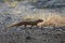 Javan mongoose (Herpestes javanicus) Big Island Hawaii ,USA