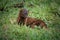 Javan Mongoose or Small asian mongoose (Herpestes javanicus) fighting with Javanese cobra on the green grass