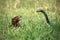 Javan Mongoose or Small asian mongoose (Herpestes javanicus) fighting with Javanese cobra on the green grass