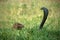 Javan Mongoose or Small asian mongoose (Herpestes javanicus) fighting with Javanese cobra on the green grass