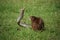 Javan Mongoose or Small asian mongoose (Herpestes javanicus) fighting with Javanese cobra on the green grass