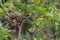 Javan munia bird\\\'s nest (Lonchura leucogastroides)