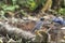 Javan Myna Acridotheres javanicus jumping around on the ground to find food.