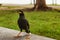 Javan Myna, Acridotheres javanicus, a single bird walking on the