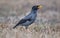 The Javan myna Acridotheres javanicus is a species of myna. It is a member of the starling family. mainly black