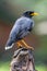 Javan myna bird standing on top of branch