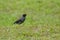 Javan Myna on the grass