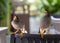 Javan Mynah, Acridotheres javanicus, two birds sitting on a chair in an outdoor restaurant in Singapore.