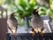 Javan Mynah, Acridotheres javanicus, two birds visiting an outdoor restaurant, while showing their courting rituals.