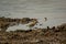 Javan plover alighted in the mud