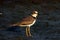 The Javan plover - Charadrius javanicus