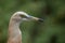 Javan pond heron