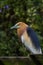 Javan pond heron