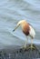 Javan Pond heron