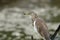 Javan Pond Heron (Ardeola speciosa)