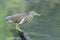 Javan Pond Heron (Ardeola speciosa)