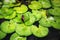 Javan Pond Heron (Ardeola speciosa) Between Lilypad leaves