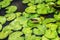 Javan Pond Heron (Ardeola speciosa) Between Lilypad leaves