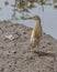 Javan pond heron looking food at Paddy field