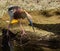 Javan Pond Heron Looking into Pond on Sunny Day