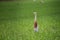 Javan Pond Heron in natural rice farm